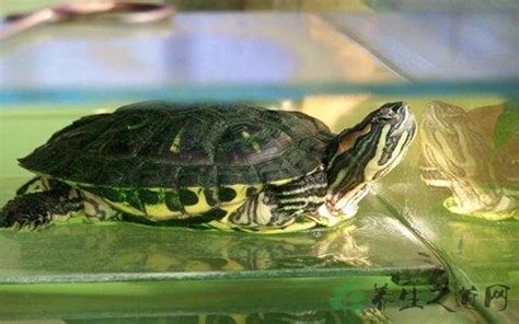 巴西龜可以吃什麼 形勢意思